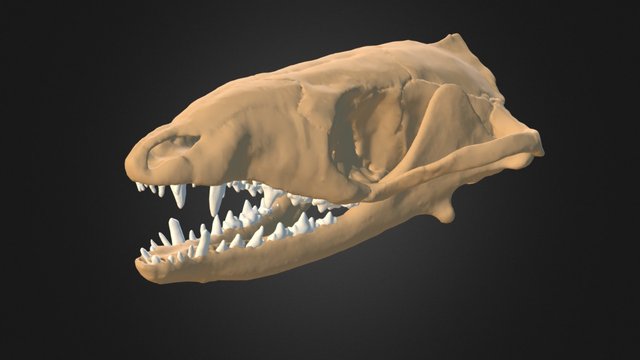 Morganucodon oehleri 3D Model