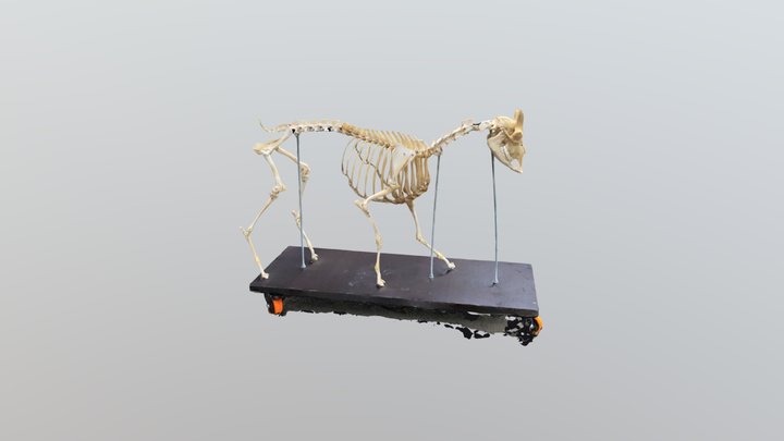 Esqueleto caprino 3D Model