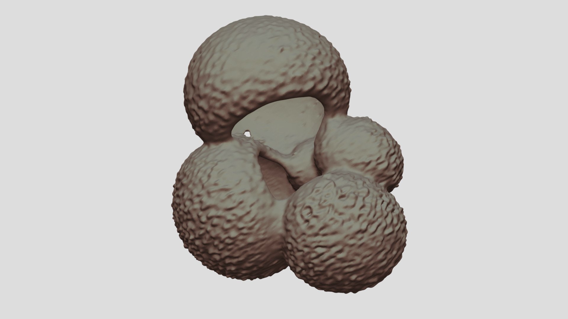Globigerina bulloides [Geo B8502 865cm Shell-5]