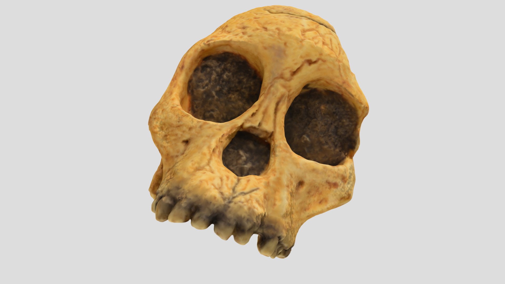 Taung Kid Agisoft Photoscan