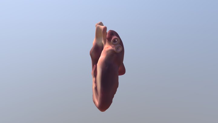 Heart 3D Model