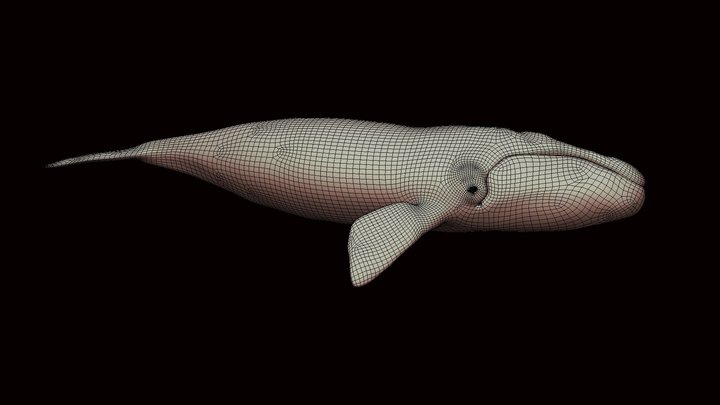 Model 55B - Southern Right Whale Mesh – Modelo 3D gratuito STL