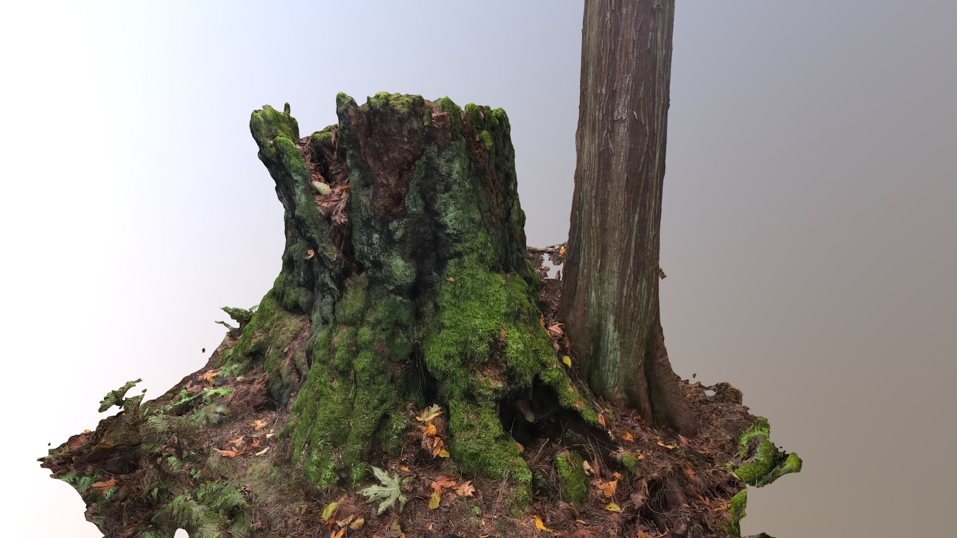 3D model Stump 2 - This is a 3D model of the Stump 2. The 3D model is about a tree with moss growing on it.