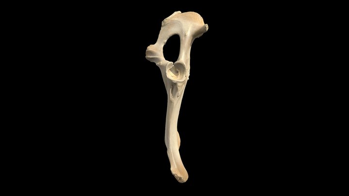 Transhumance- Sheep Pelvis Male 3D Model