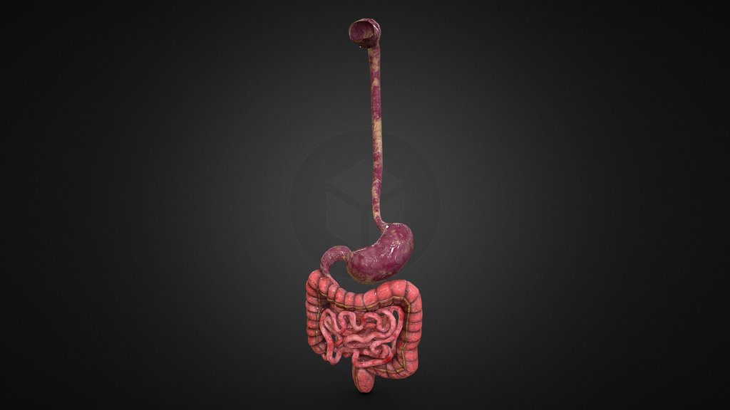 Realistic Human Stomach