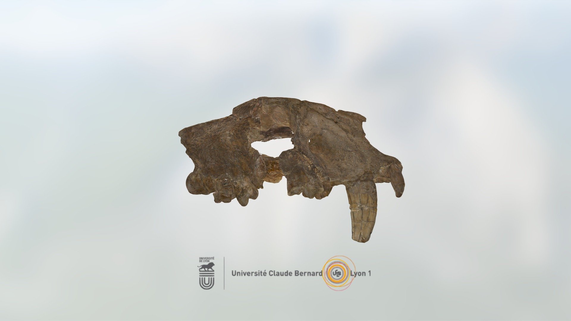 UCBL-FSL 210991aa, Homothenium crenatidens skull — Sketchfab embed 3D viewer