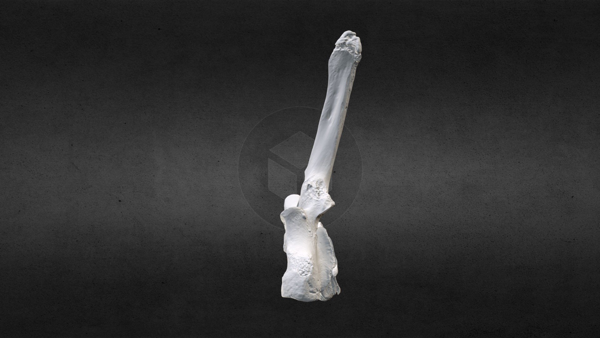 Loxodanta africana (elephant) Thoracic Vert 1
