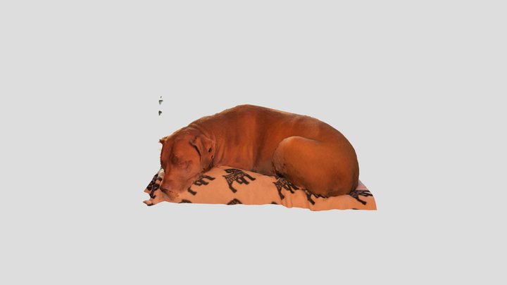 Buster 3D Model