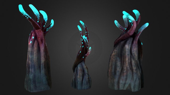 Crab Claw Kelp