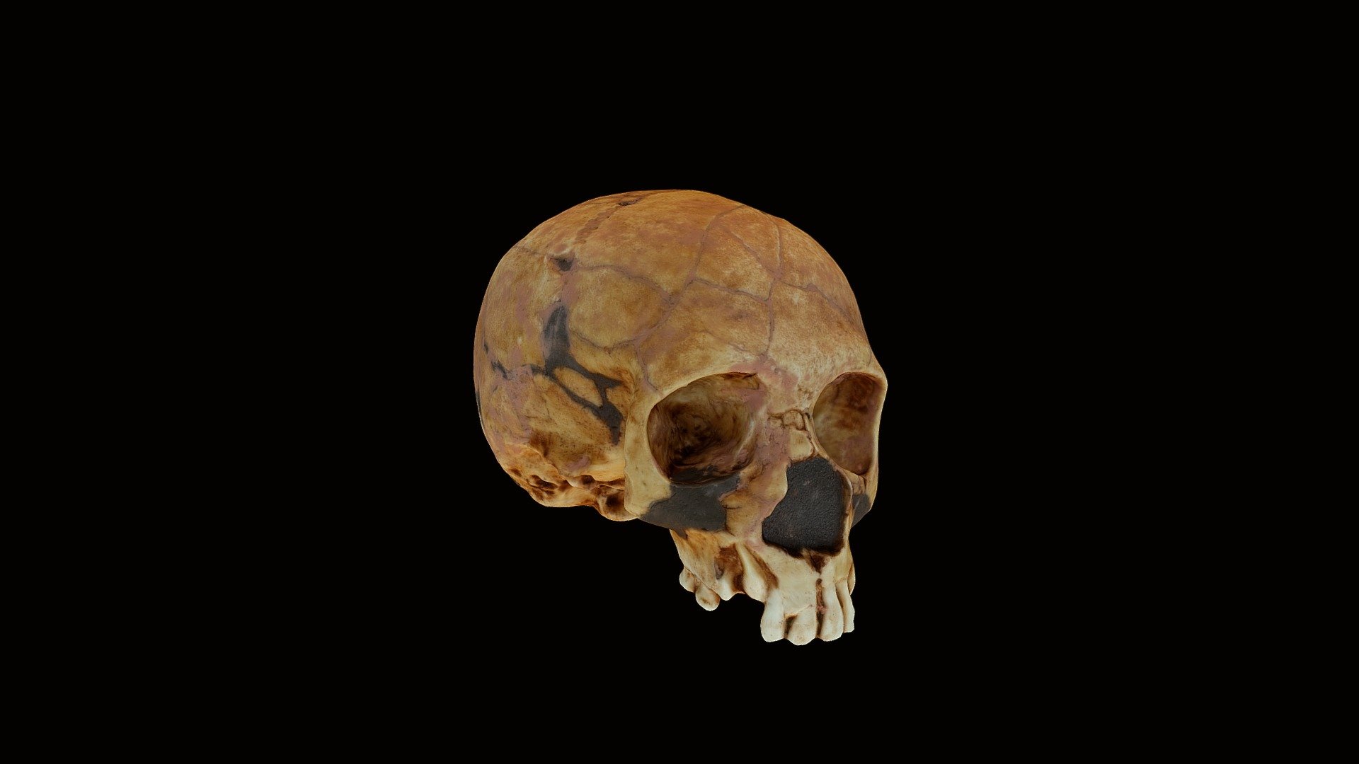 Juvenile Neanderthal