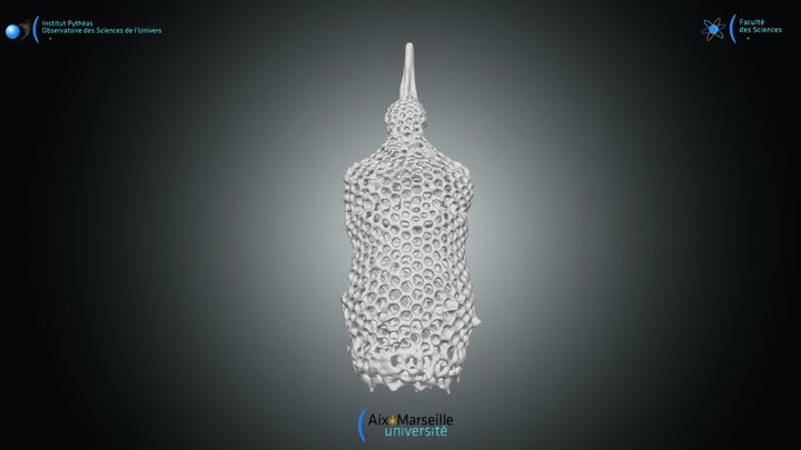 Radiolaire nasselaire - Theocorythium trachelium 3D Model