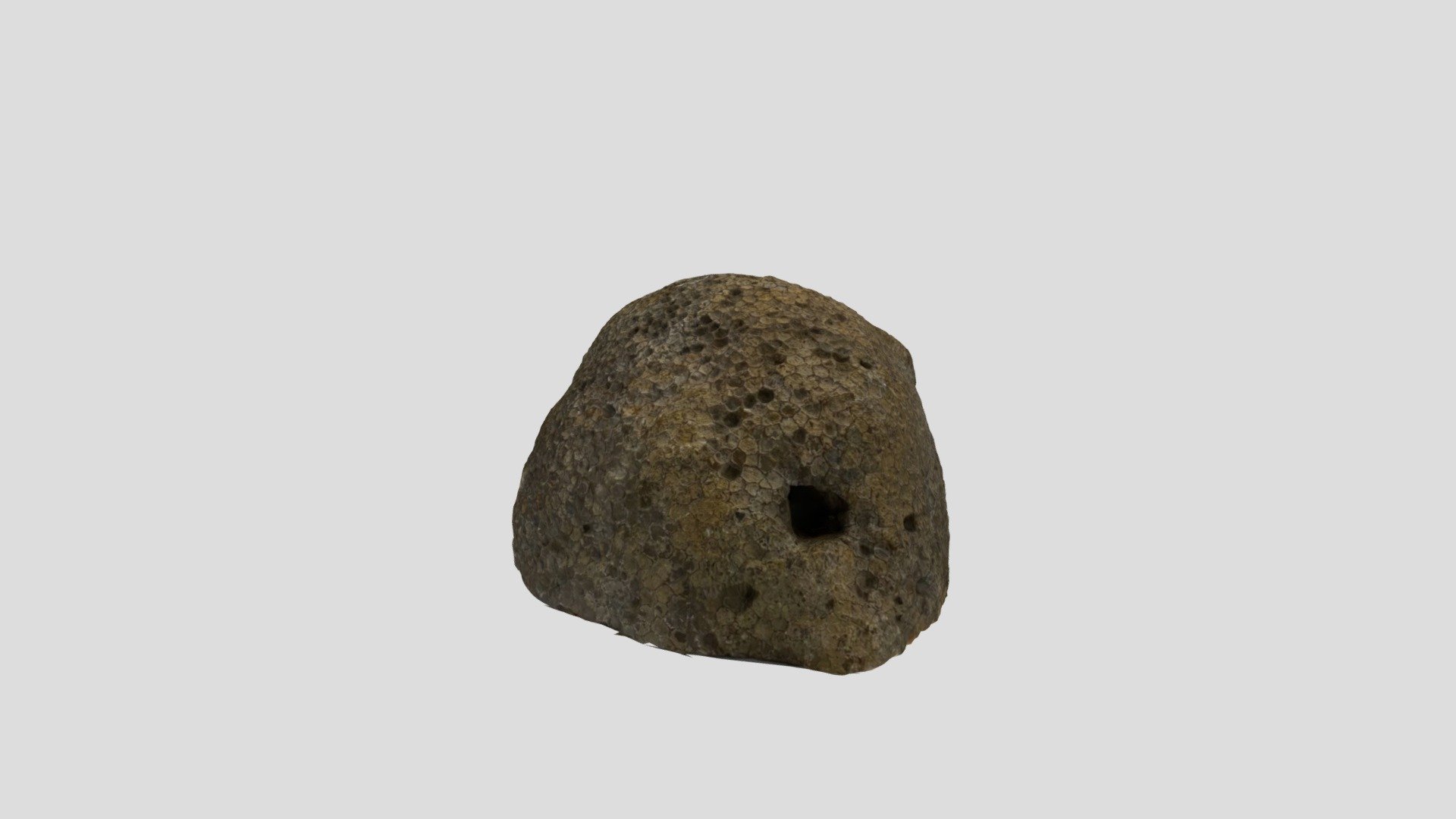 Favosites spp. — Sketchfab embed 3D viewer