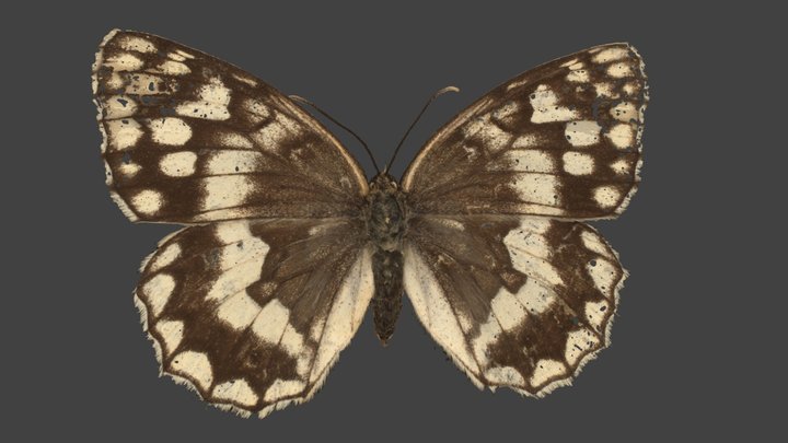 Melanargia Larissa – Modello 3D gratuito STL