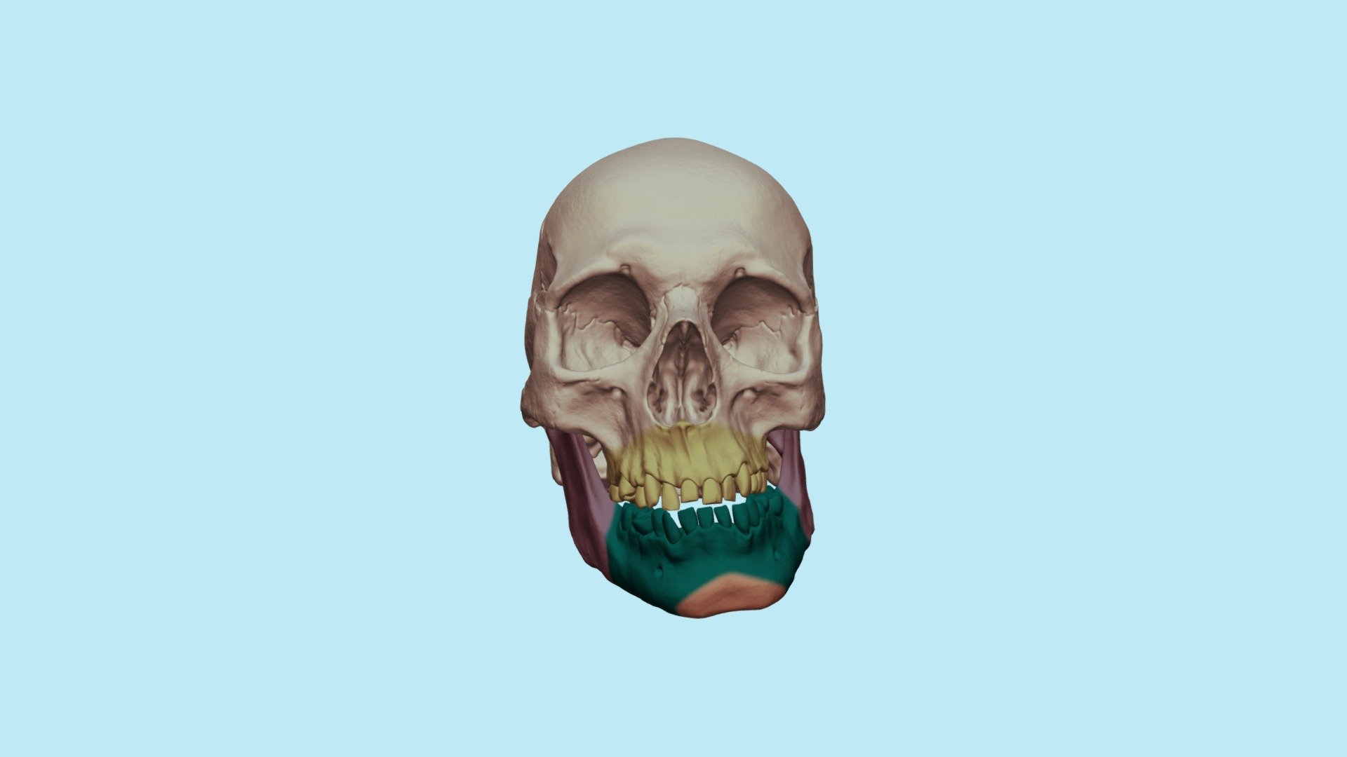 Асимметрия челюсти - 3D model by Dentell [e1069f2] - Sketchfab