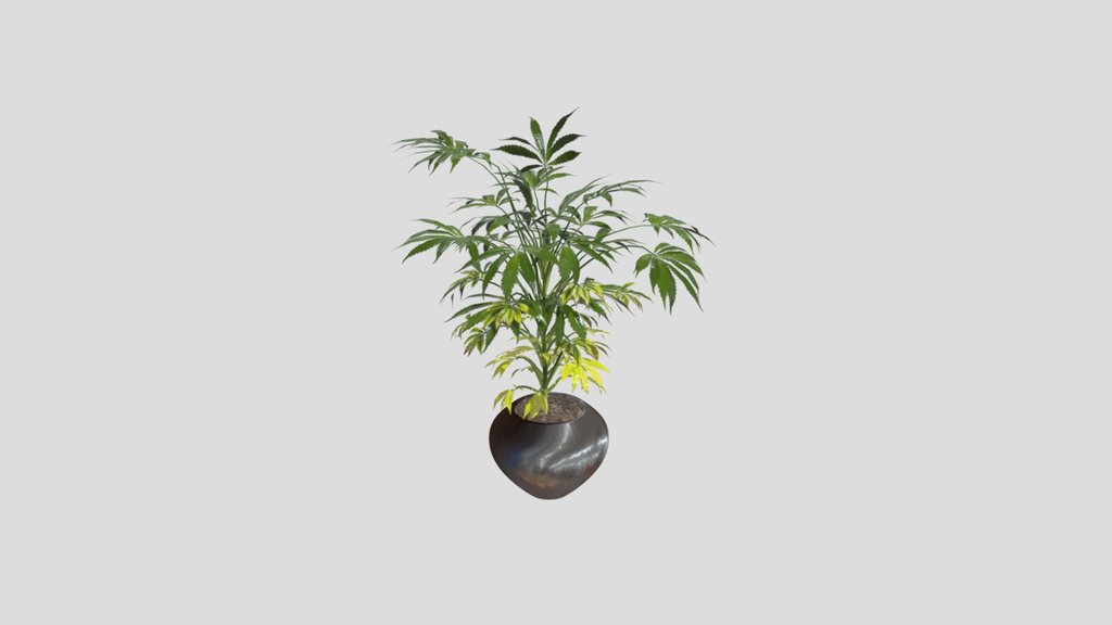 Marijuana Plant Plants