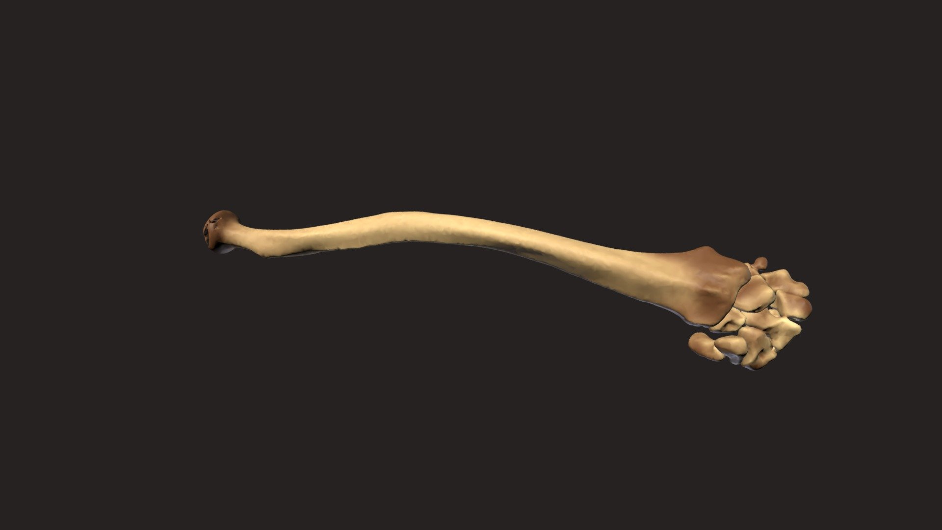 Chimpanzee Forearm Skeleton - Condyloid Joint - 3D model by Blackburn ...