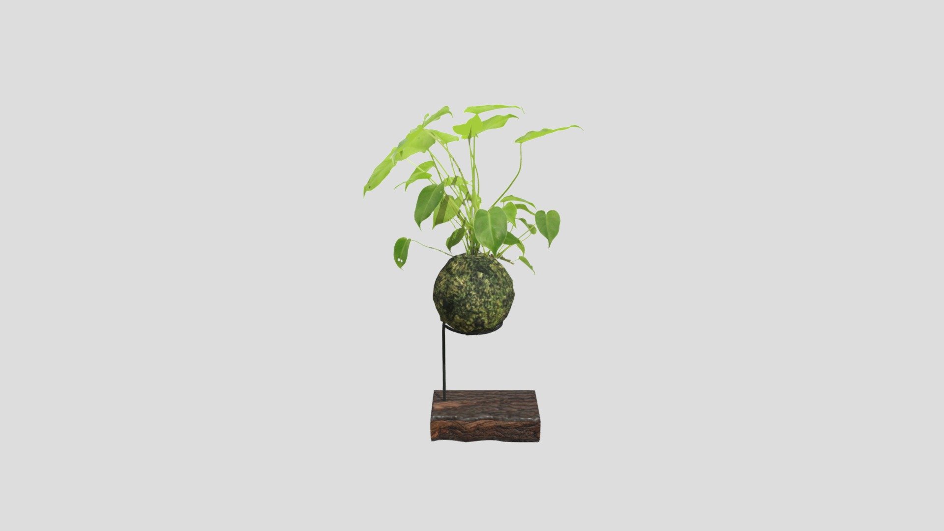 Kokedama Berlumut
