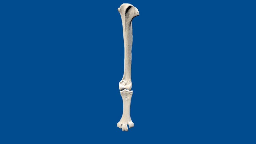 Leg bones of a little bush moa