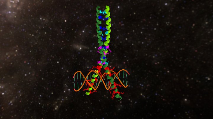 Activator Protein-1 3D Model