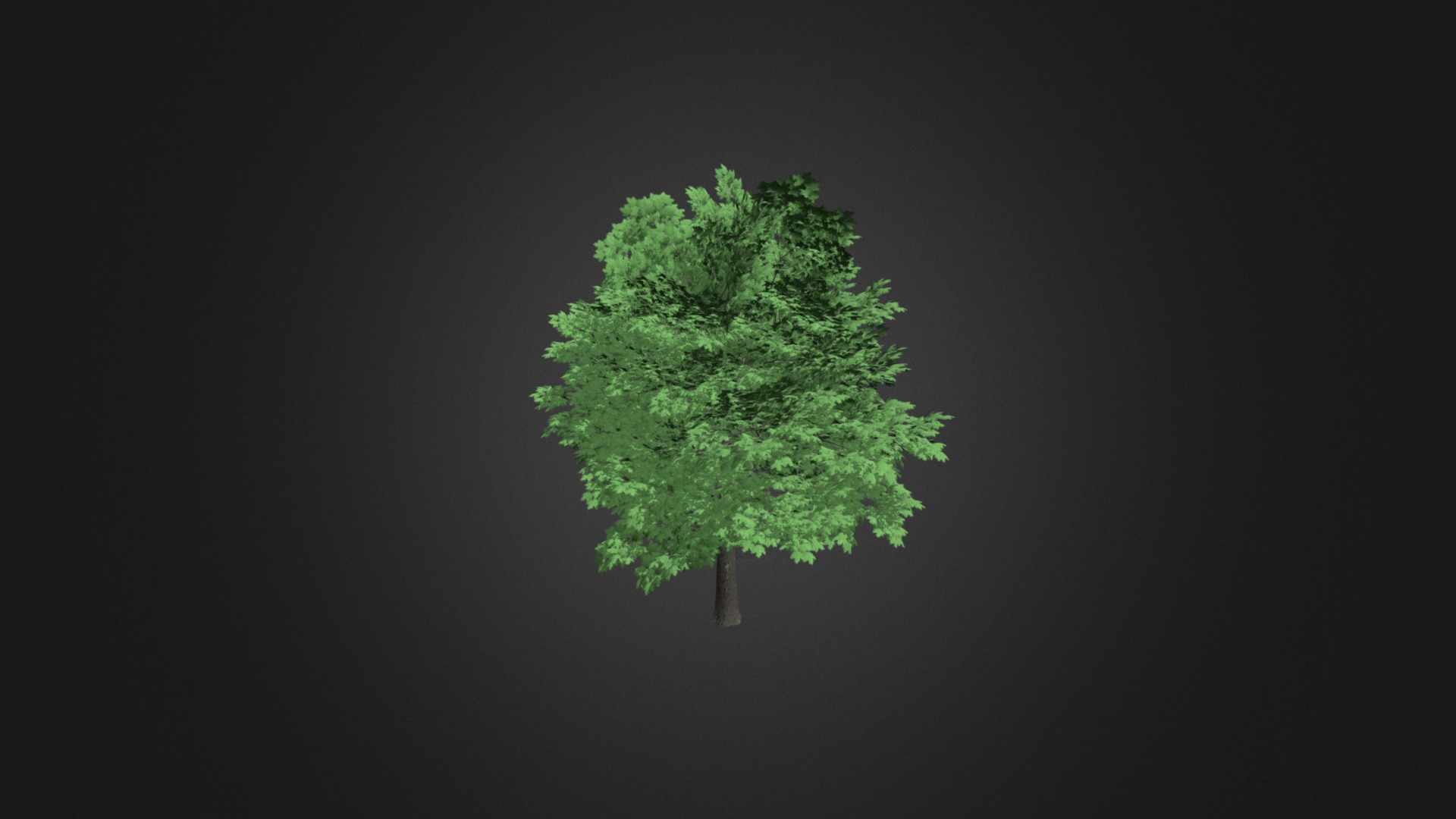 3D model Norway Maple (Acer platanoides) 7.1m - This is a 3D model of the Norway Maple (Acer platanoides) 7.1m. The 3D model is about a tree with green leaves.