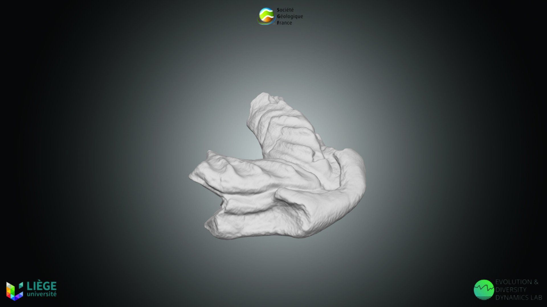 Poisson Paleadaphus insignis Download Free 3D model by