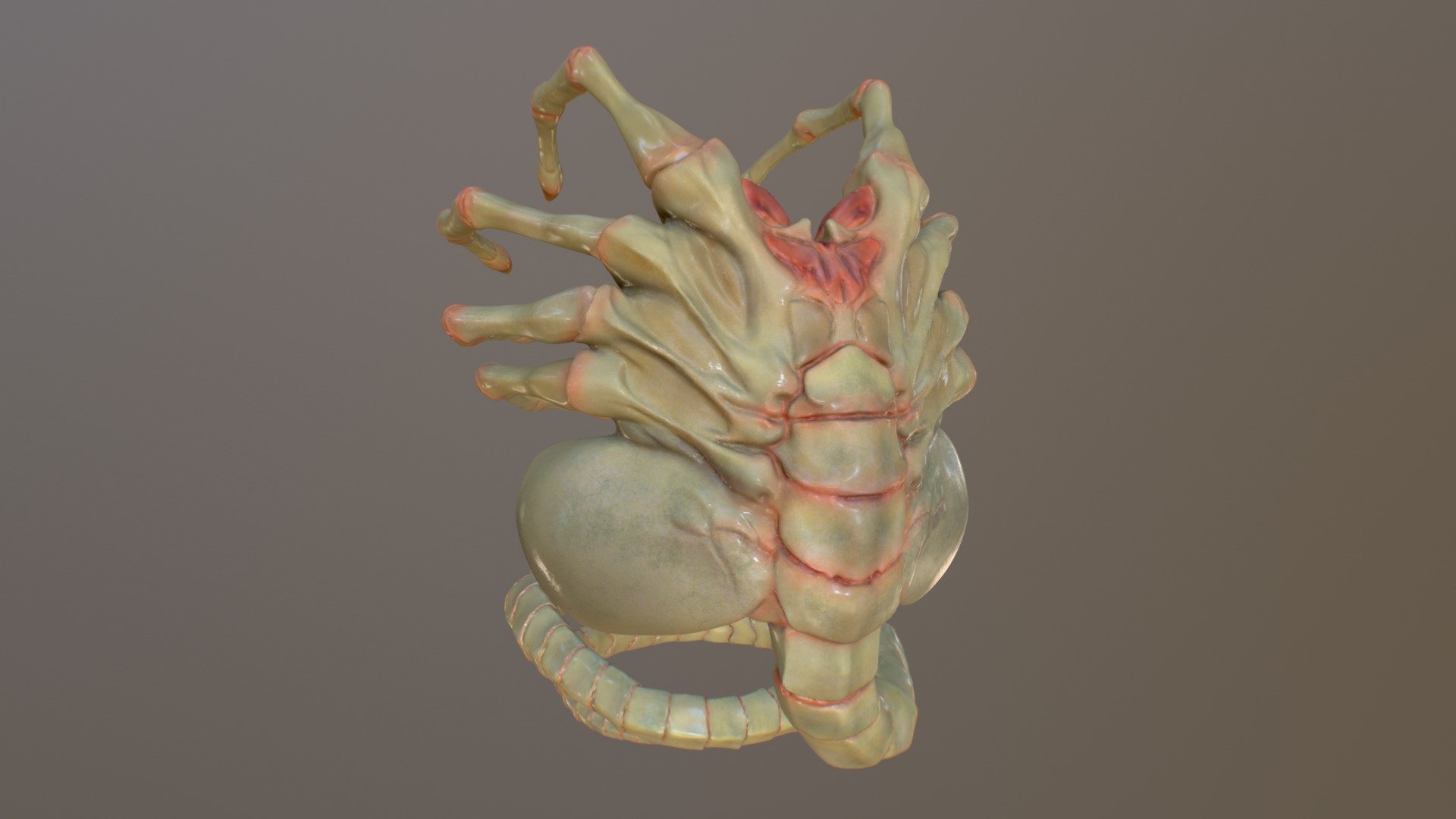 facehugger anatomy