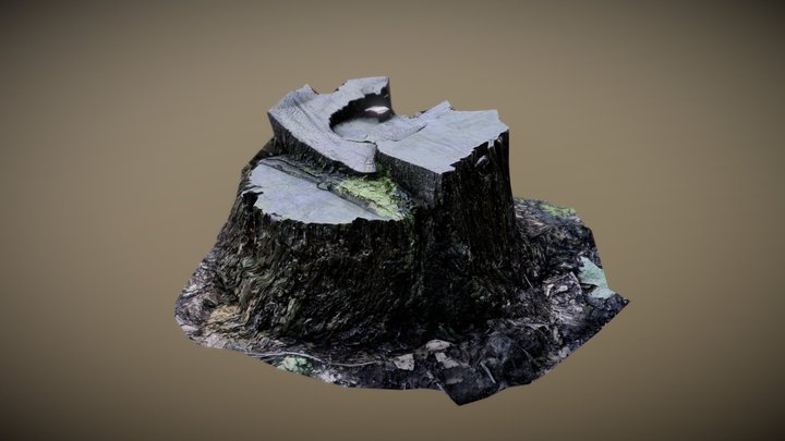Forest stump 02 3D Model