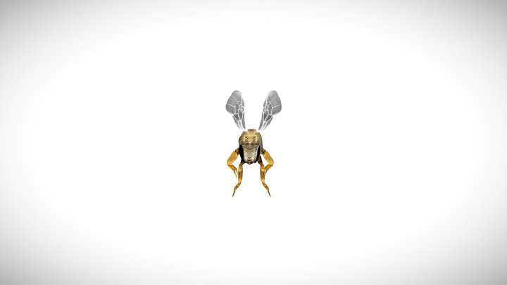 Bee Model -  Made from real photo assets+Rigged 3D Model