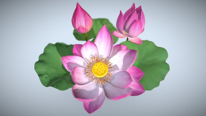 Realistic Lotus Flower and Buds 3D Model