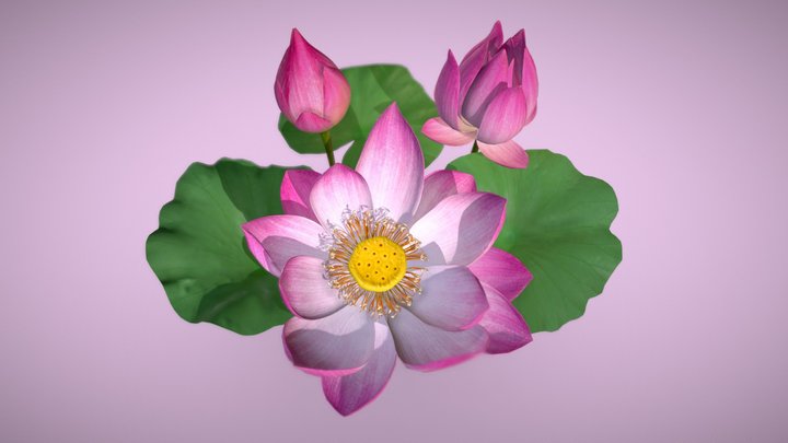 Realistic Lotus Flower and Buds 3D Model