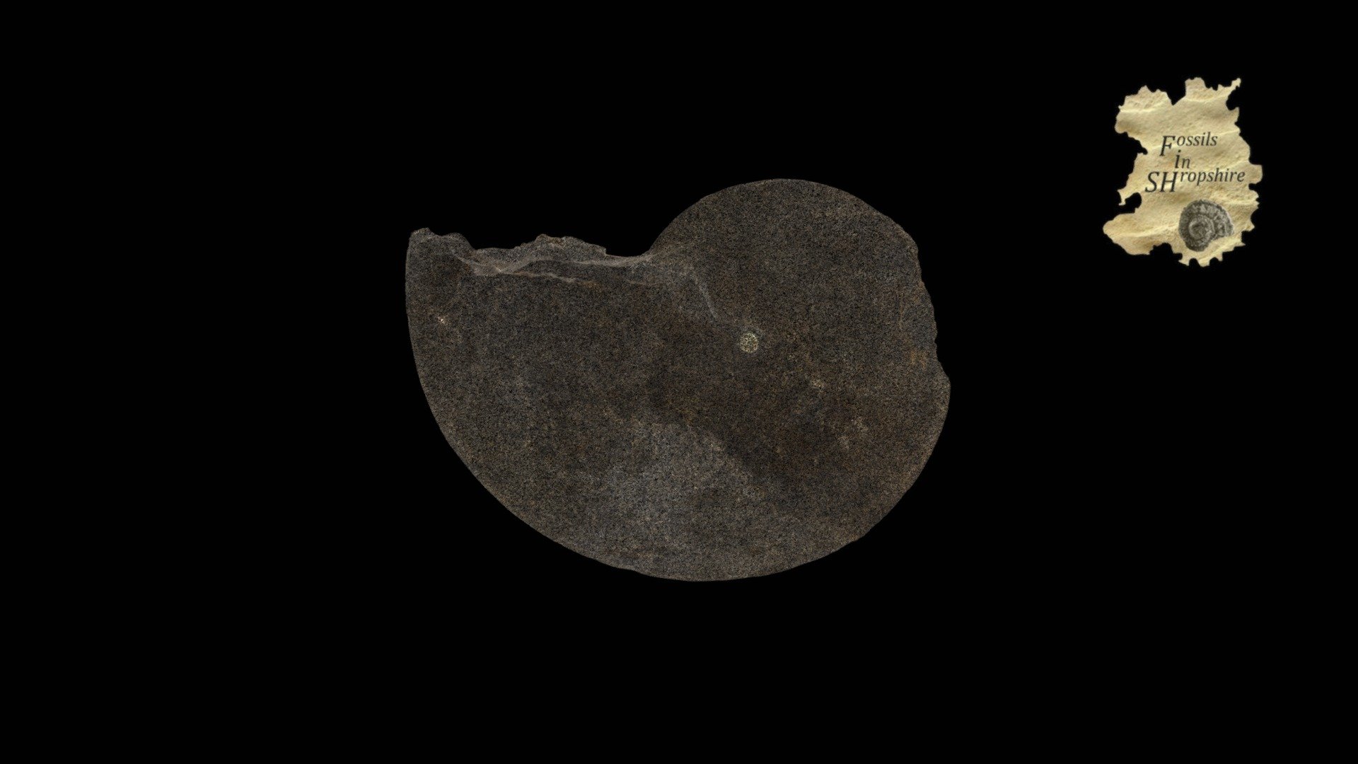 Ammonite - Phylloceras