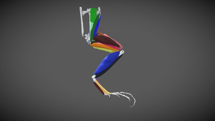 Leptodactylus poecilochilus - diceCT frog 3D Model