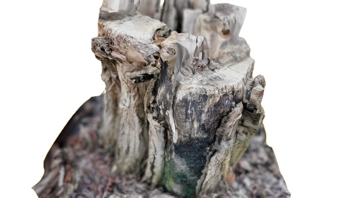 The great little treestump 3D Model