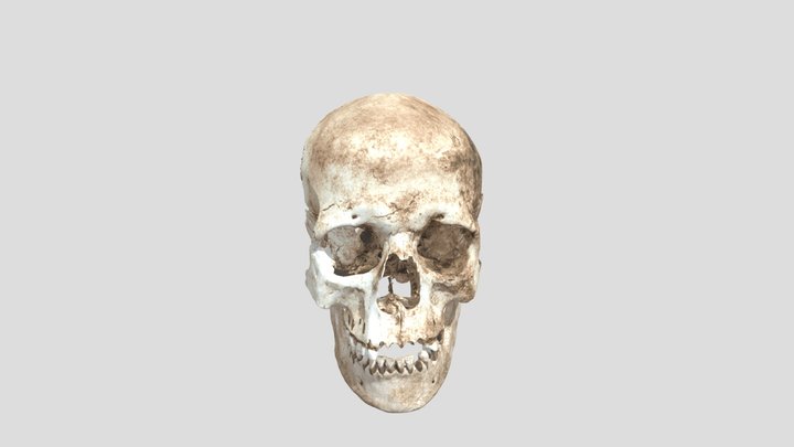 Kranium från stenålderskvinna 3D Model