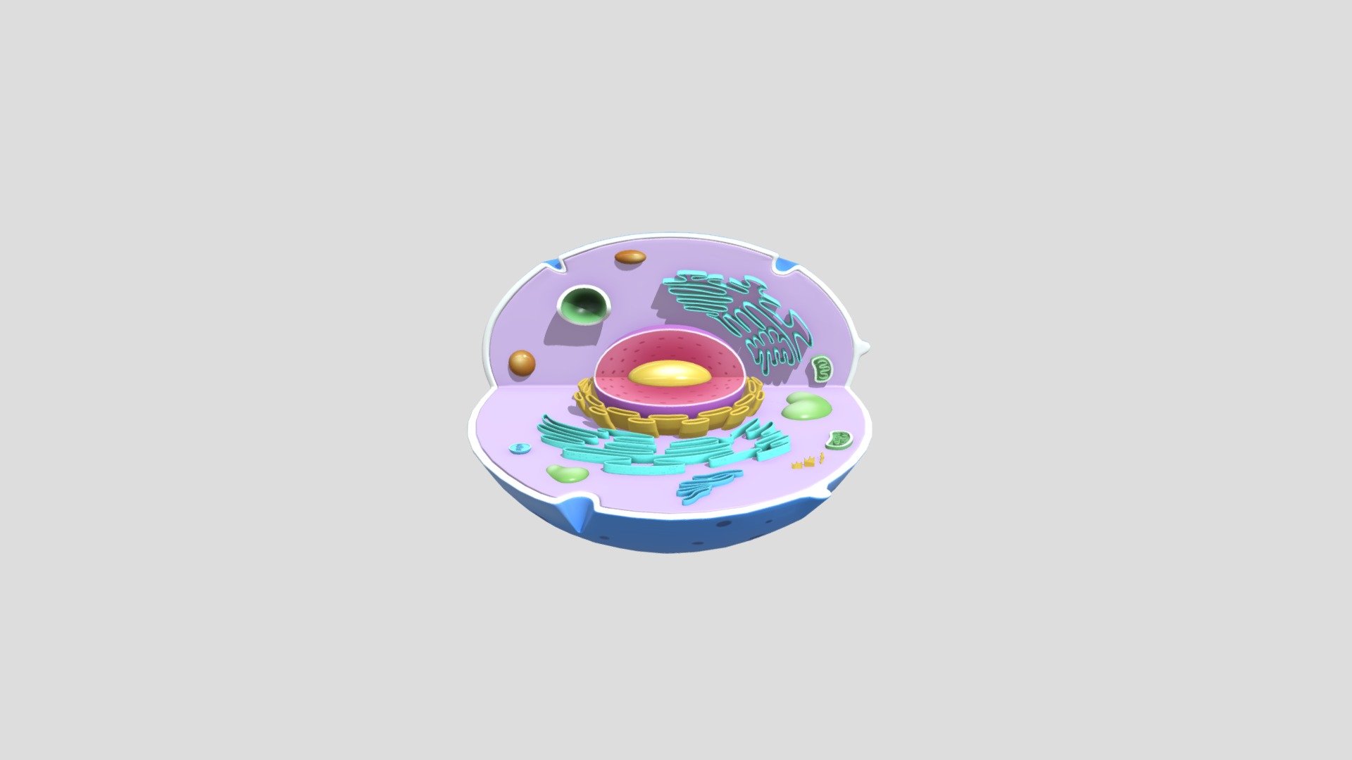 Animal Cell Download Free 3D Model By Roopangi Mohta roopangimohta 