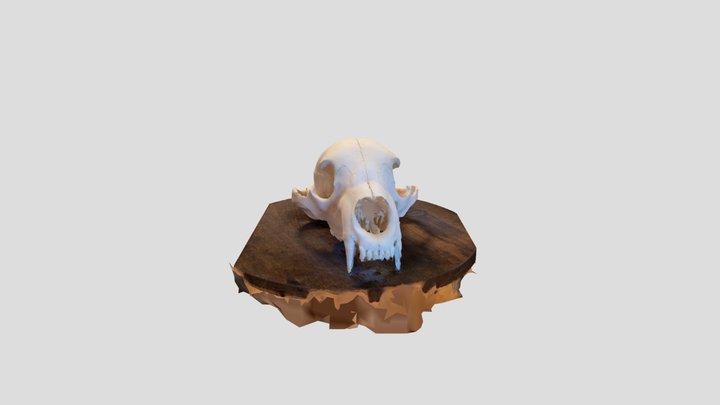Bear Skull 3D Model