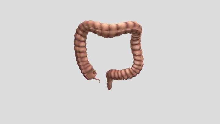 large_intestine_10393 3D Model