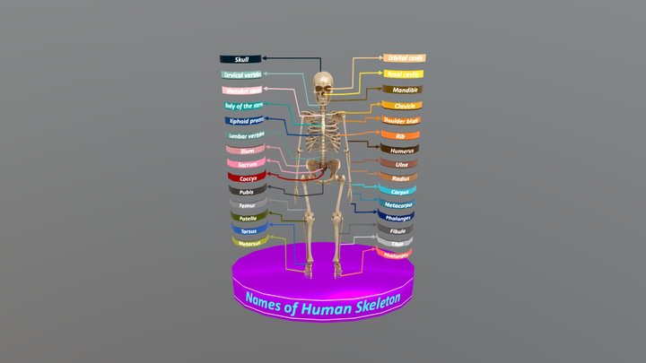 Skeletal System 3D Model