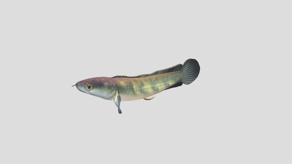 Giant Snakehead (Channa Micropeltes)