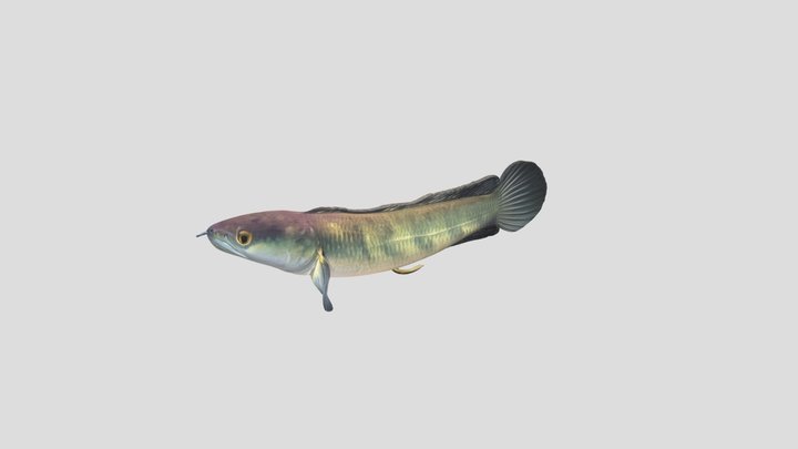 Giant Snakehead (Channa Micropeltes) – Modello 3D gratuito STL