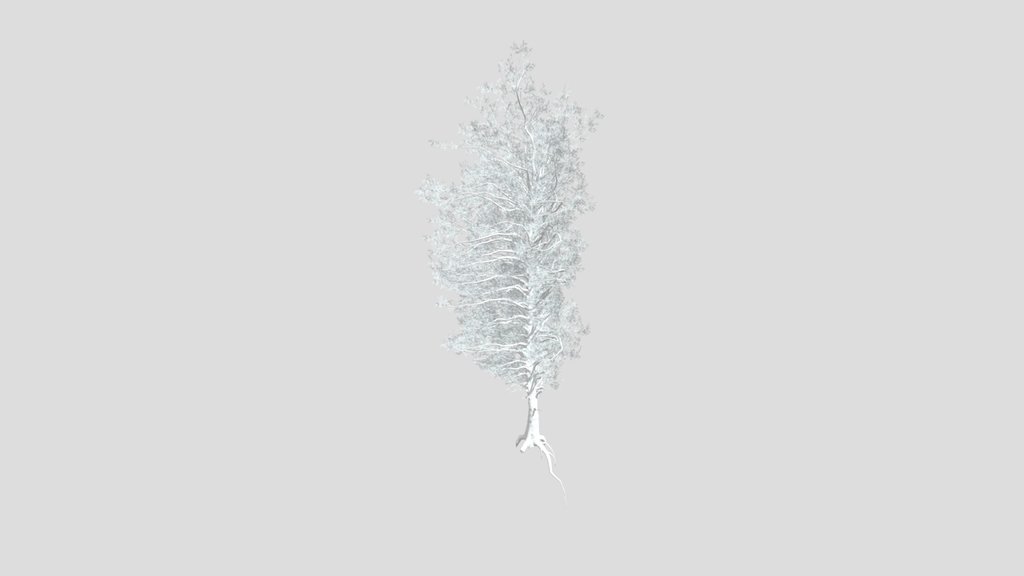 Sj Evergreen Pine Tree