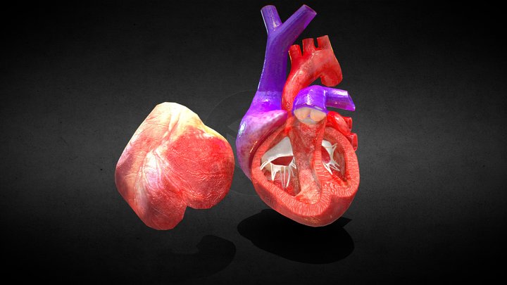 3D Animated Heart Anatomy with Cross-section 3D Model