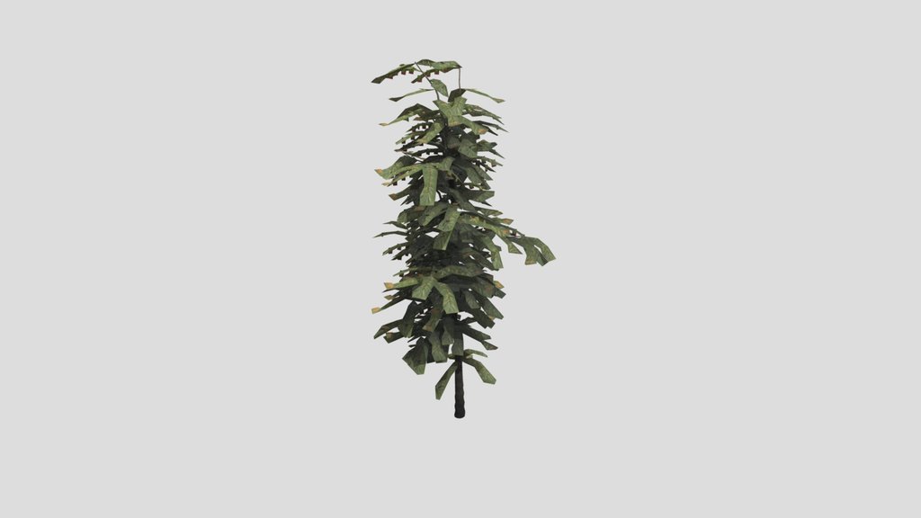 Tree Cherry B1 Medium