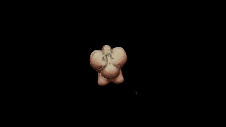 Anolis Embryo 3D Model