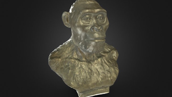 Австралопитек | Australopithecus afarensis – Kostenloses 3D-Modell STL