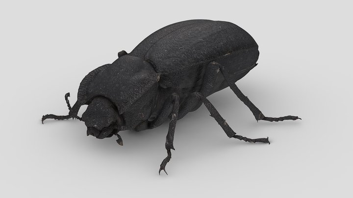Eleodes - darkling beetle 3D Model