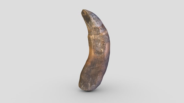 Bear-tooth 3D models - Sketchfab