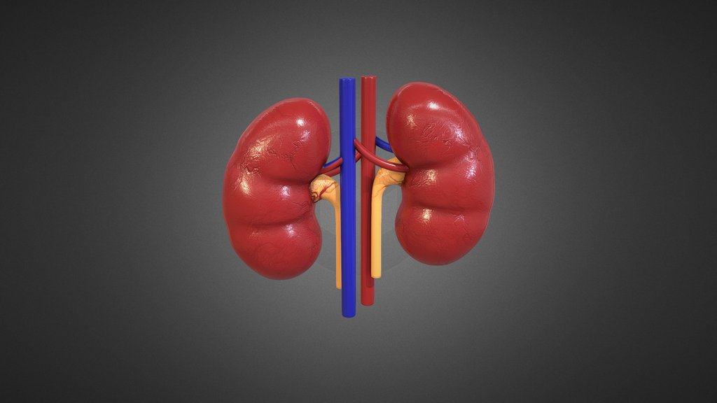 Human Kidney