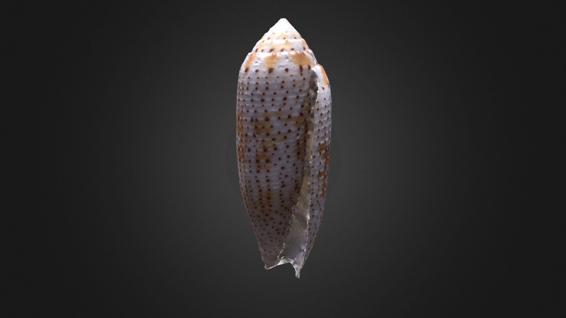 Conus nussatella