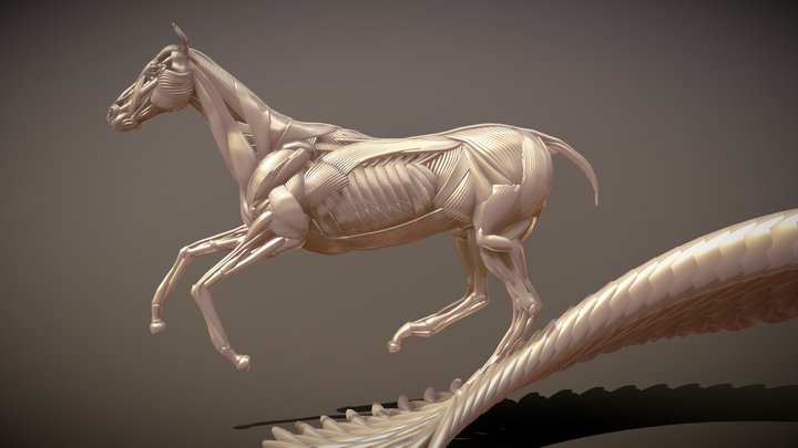 Running horse ecorche 3D Model